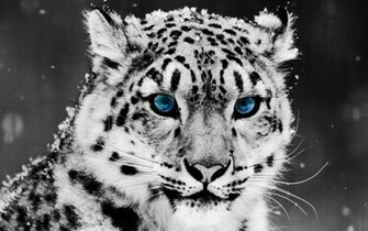 White Leopard Background HD Wallpaper Rocks