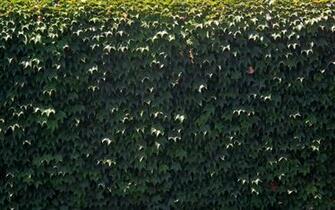 Wall With Ivy