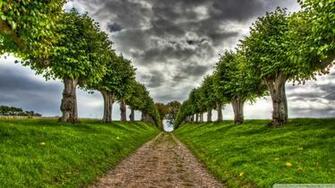 Tree On The Road Boulevard HD Wallpaper