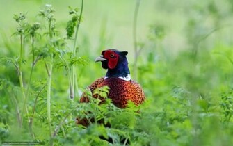 Wallpaper Bird Pheasant Grass Thicket Desktop
