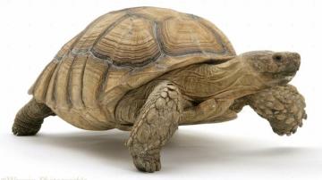 Wp17217 African Giant Tortoise Testudo Sulcata