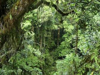 Rain Forest Background