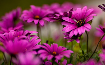 Nature Flowers Wallpaper HD