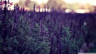 Lavender Flowers Wallpaper