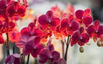 Orchid Flower Image HD Wallpaper Stock Photos Pixhome