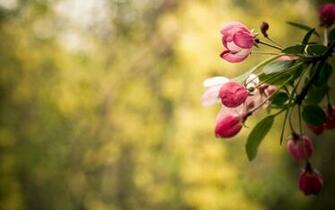 Lovely Flower Pictures Computer Wallpaper Desktop