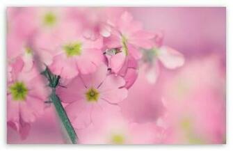 Tiny Pink Flowers HD Desktop Wallpaper High Definition Fullscreen