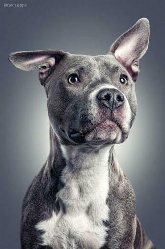 HD Pitbull Dog Wallpaper Buckshee Only Here
