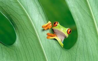 Frog Wallpaper HD