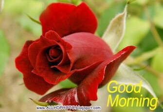 New Good Morning Wallpaper Galerry
