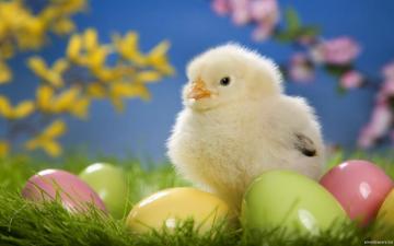 Nature Animals Wallpaper HD