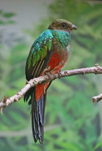 Pin Quetzal Wallpaper El Guatemala Quetzales