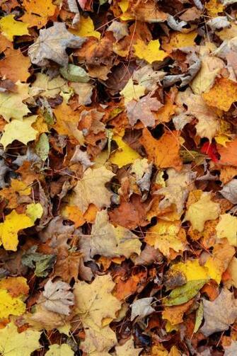 Autumn Leaves Wallpaper HD For