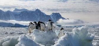 Penguins Disneynature