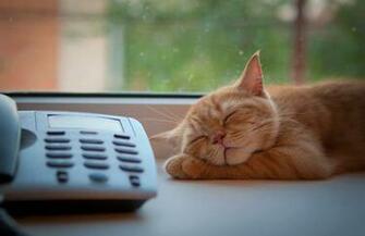Cat Phone Sleep Window Sill Waiting Stock Photos Image