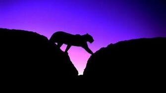 Wallpaper Cougar Panther Silhouette Cat Sky Sunset