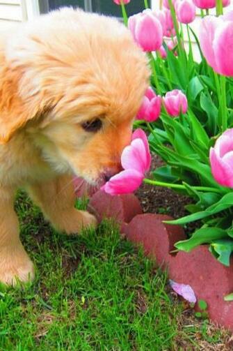 iPhone Wallpaper Easter Tjn