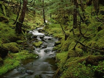 The Rainforest HD Desktop Wallpaper In For