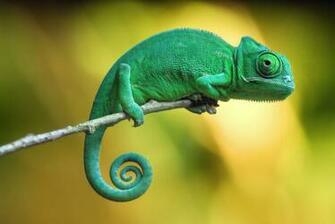 Chameleon Wallpaper Px Gt1g963 4usky