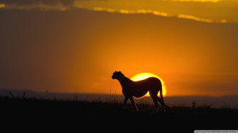 Wild Animal Ultra HD Desktop Background Wallpaper For 4k UHD Tv