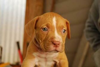 Here Are The Red Nose Pitbull Temperament HD Desktop Wallpaper High