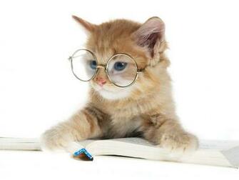 Wallpaper Round Glasses Book Cat Animals Large