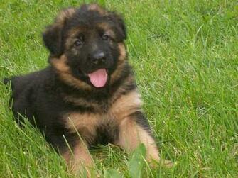 Black German Shepherd Puppy Pictures Wallpaper 3d HD