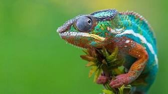 Chameleon Wallpaper