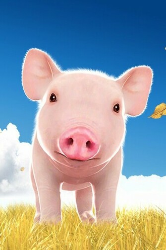 Cute Pig iPhone Wallpaper Ipod Touch HD