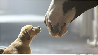 Budweiser Clydesdales Super Bowl Jan