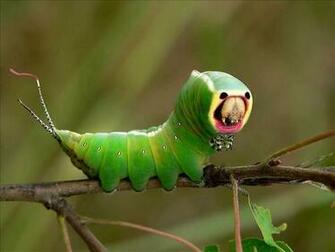 Funny Facts About Stick Insects Background