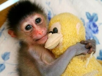 Cute Monkey Wallpaper Background Desktop Quoteko