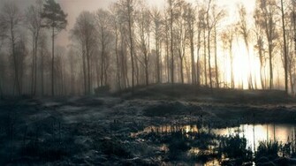 Misty Forest Wallpaper Wallpaperz Co
