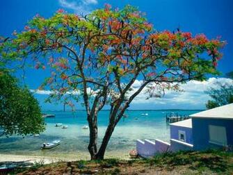 Tree On Beach Beautiful Scene Photos