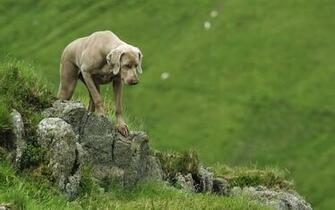 Weimaraner Dog Computer Wallpaper Desktop Background