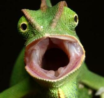 Male Veiled Chameleon Yemen By Macrojunkie