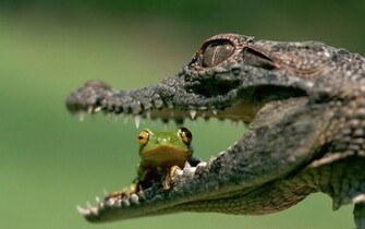 Crocodile And Frog Wallpaper Just Another Flaneur
