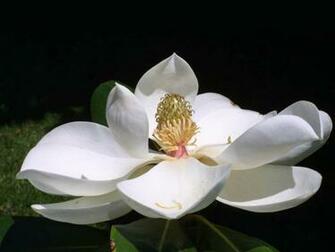 Wallpaper Southern Magnolia Flower