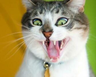Funny Animals Zone With Sayings
