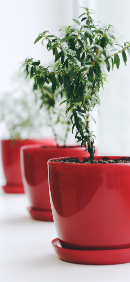 Plant iPhone X Wallpaper