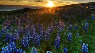Wallpaper Flower Spring
