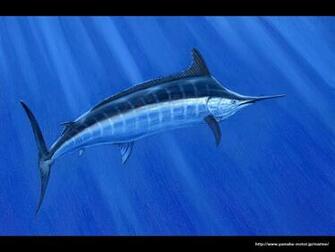 Marlin Wallpaper
