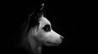 Dog 4k Wallpaper For Pc