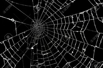 Facts Funny Stuff About Animals Nature Spider Web Background Black