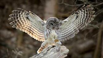 Owl Flying High Quality And Resolution Wallpaper On