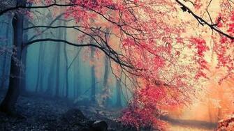 Beautiful Forest Wallpaper