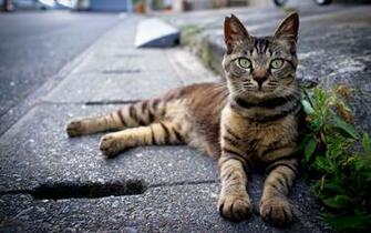Cat Sitting At Roadside HD Wallpaper
