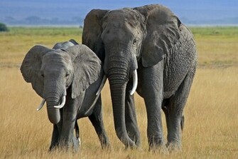 Elephant Computer Wallpaper Desktop Background Id