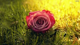 Youwall Pink Rose Wallpaper