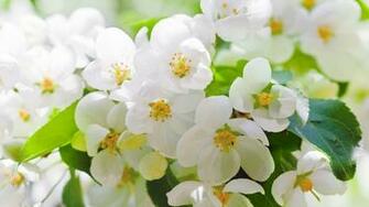 Wallpaper Apple Blossom Flowering Spring Twig Leaf